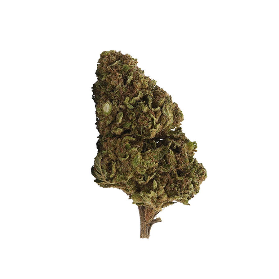 White Widow 10-OH-HHC 🕸️